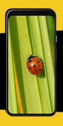 Ladybug Wallpapers Screenshot