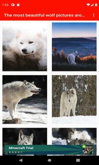 The most beautiful wolf pictures around the world of 4K screenshot 1