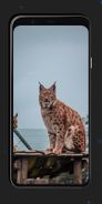 Leopard Wallpapers Screenshot