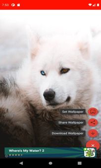 The most beautiful wolf pictures around the world of 4K screenshot 2