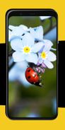 Ladybug Wallpapers Screenshot