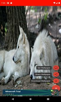The most beautiful wolf pictures around the world of 4K screenshot 8