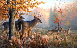 Deer Live Wallpaper Screenshot