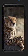 Leopard Wallpapers Screenshot