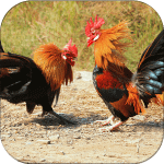 Farm Rooster Cockfight 3D APK