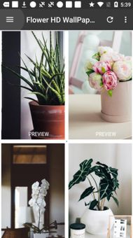 Flower HD WallPapers screenshot 5