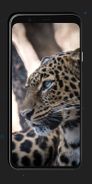 Leopard Wallpapers Screenshot