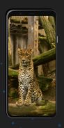 Leopard Wallpapers Screenshot