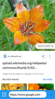 Apple Browser screenshot 6