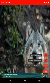 The most beautiful wolf pictures around the world of 4K screenshot 5