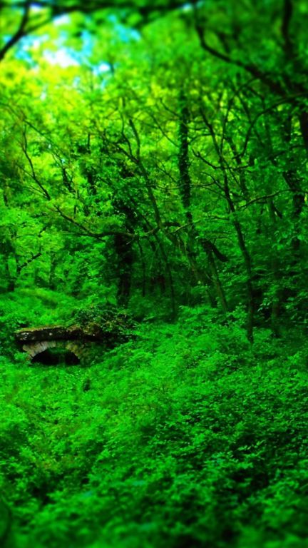 Forest background HD wallpaper APK (Android App) - Free Download