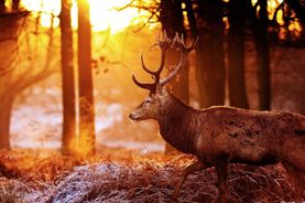 Deer Live Wallpaper Screenshot