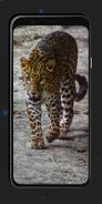 Leopard Wallpapers Screenshot