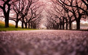 Sakura Tree Live Wallpaper Screenshot