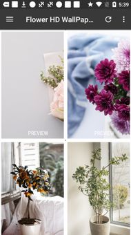 Flower HD WallPapers screenshot 7