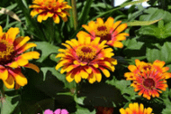Flowers free APK