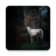 The most beautiful wolf pictures around the world of 4K APK